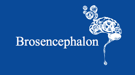 Brosencephalon for Step 1 Review